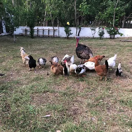 Hotel Likya Saklibahce *