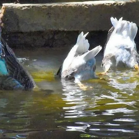 Hotel Likya Saklibahce *