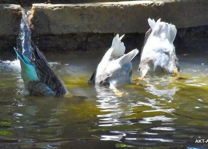 Otel Lıkya Saklibahçe *